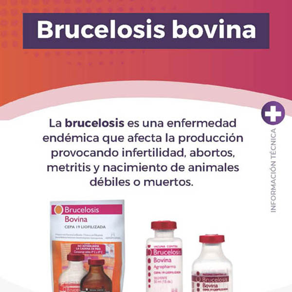 Información Técnica: Brucelosis Bovina.
