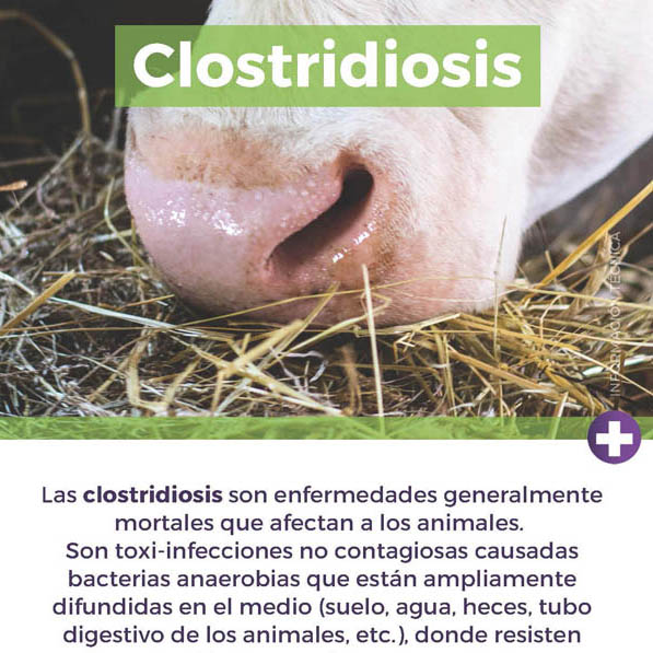 Información Técnica: Clostridiosis.